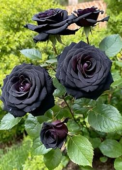 Dark Black Climbing Rose Flower Seeds