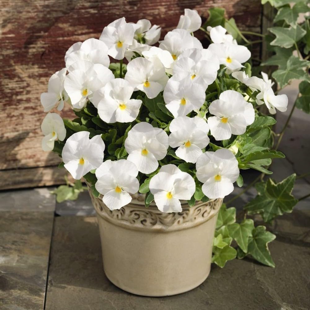 White Pansy Flowers Seed.