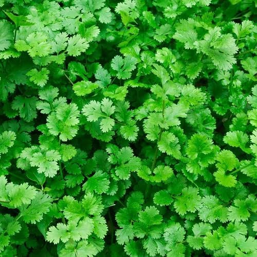 Coriander Plant Seeds herb seeds - terrace planting, organic garden seeds