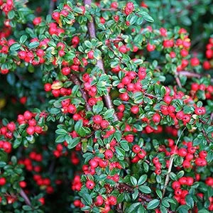 cotoneaster horizontalis rock shrub Fruit seeds
