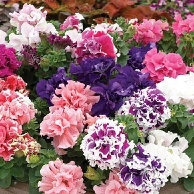 Hellgelb Petunia Hybrid Double Colorful Blooms In Your Garden Flower Seeds