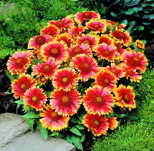 Red Yellow Aster Flower Seeds