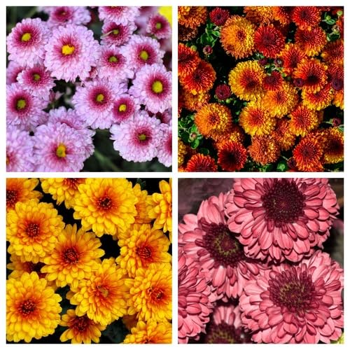 Mixed Chrysanthemum Flower Seeds