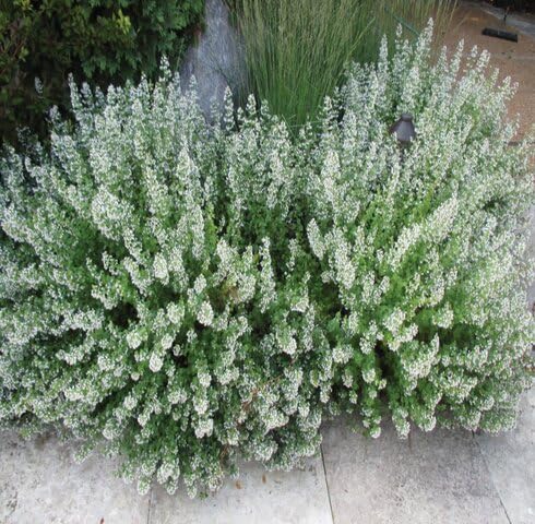 Green Calamintha Nepeta Plant Seeds herb seeds - terrace planting, organic garden seeds