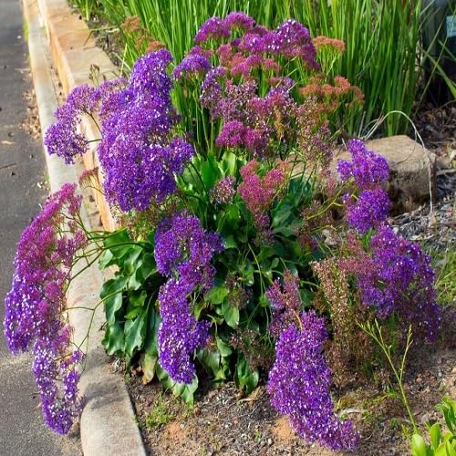 Purple Statice Flower Seeds