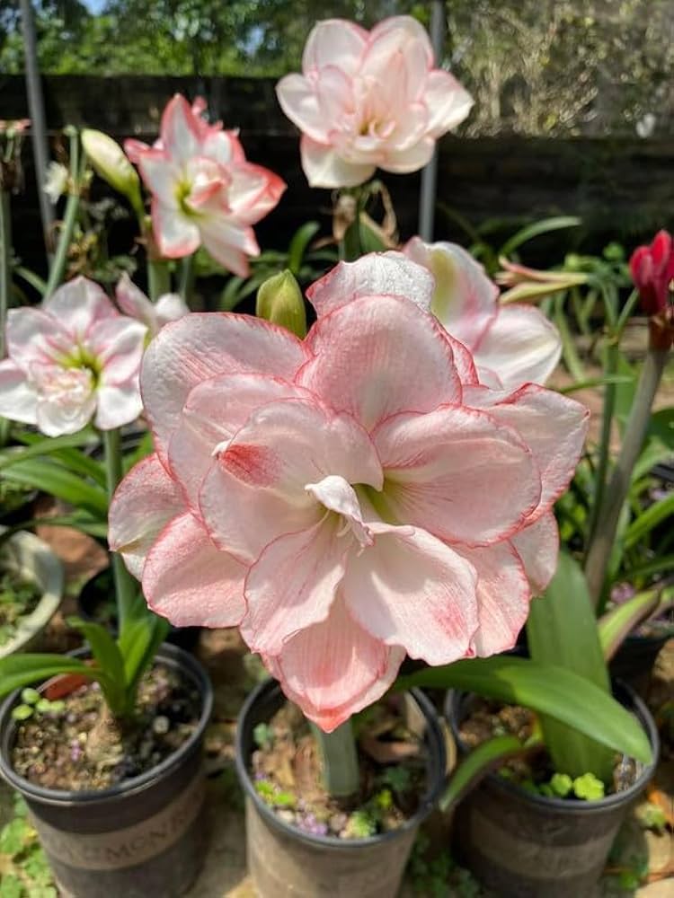 yellow sunrise amaryllis bulbs ideal flower bed