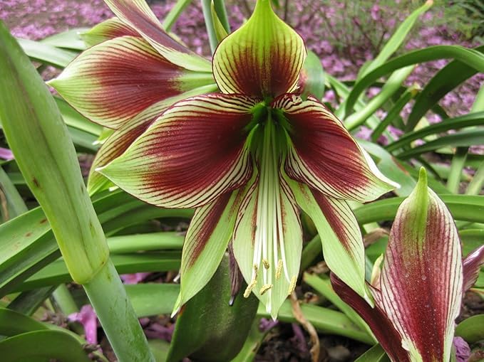 Mixed Hippeastrum Flower Seeds