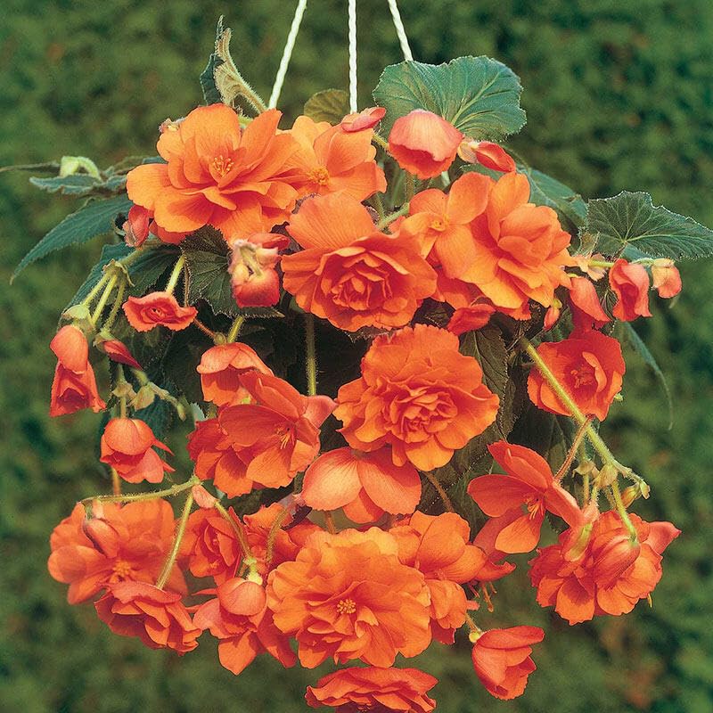 Orange Begonia Tuberous Flower Seeds