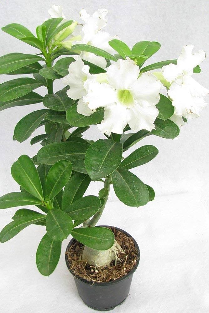 White Desert Rose Adenium Obesum King Parfum