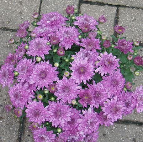 Purple Chrysanthemum Flower Seeds