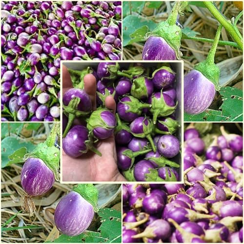 Violet Round Eggplant vegetable seeds - Heirloom, Organic, Non Gmo Garden Seeds for kitchen garden planting