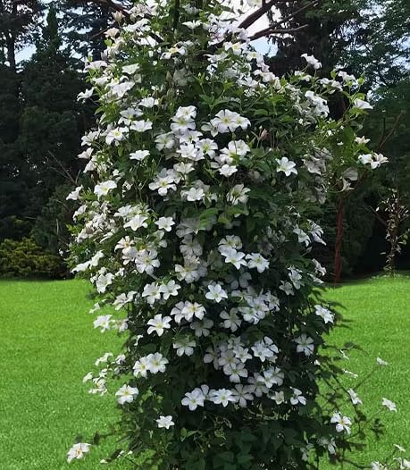 White Climbing Clematis Flower Seeds