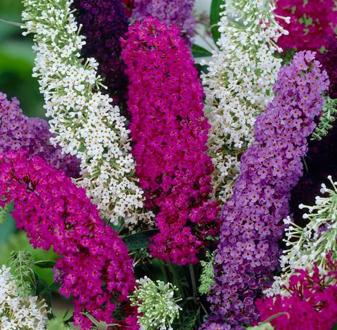 Mixed Buddleia Flower Seeds