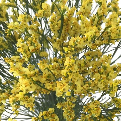 Yellow Limonium Flower Seeds