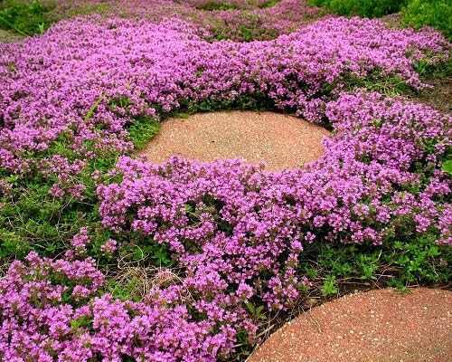 Purple Creeping Thyme Flower Seeds