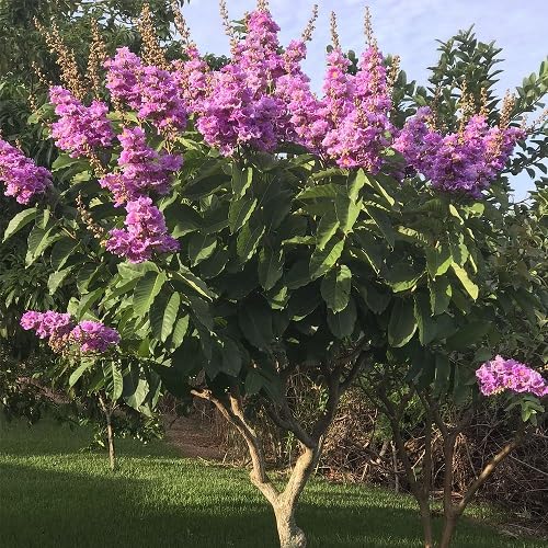 Pink Speciosa Flower Seeds