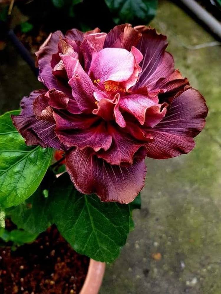 Elegance Imperial Rich Burgundy Flower
