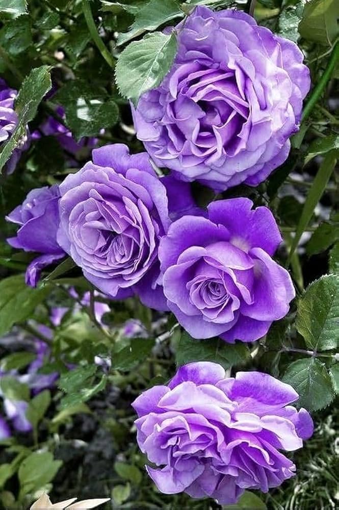 Purple Rose Flower Seeds – Premium Floral Seeds for Decorative Home Landscaping