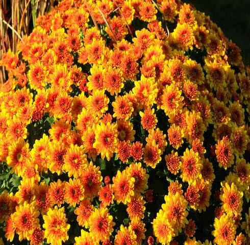 Orange Chrysanthemum Flower Seeds