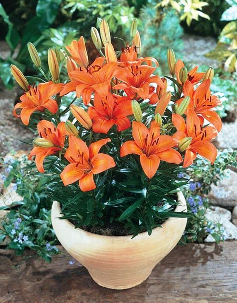 Orange Lily Flower Rare Diy Home Garden