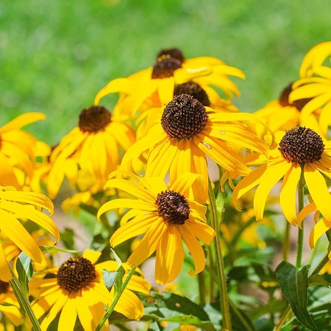 Rudbeckia Flower Seeds