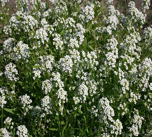 White Alyssum Flower Seeds