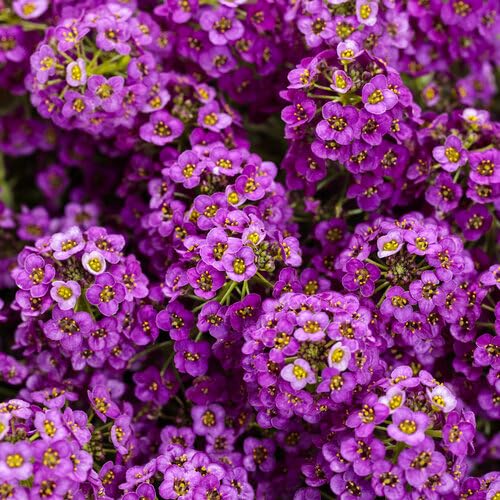 Purple Alyssum Montanum Flower Seeds