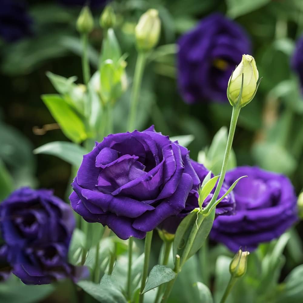 Purple Osiria Rose Rare Exotic Flowers