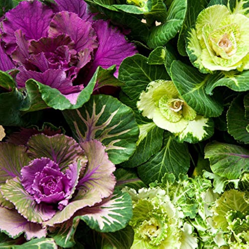 flowering cabbage brassica oleracea Fruit Seeds