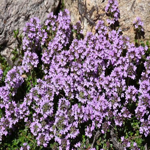 Purple Thymus serpyllum Flower Seeds