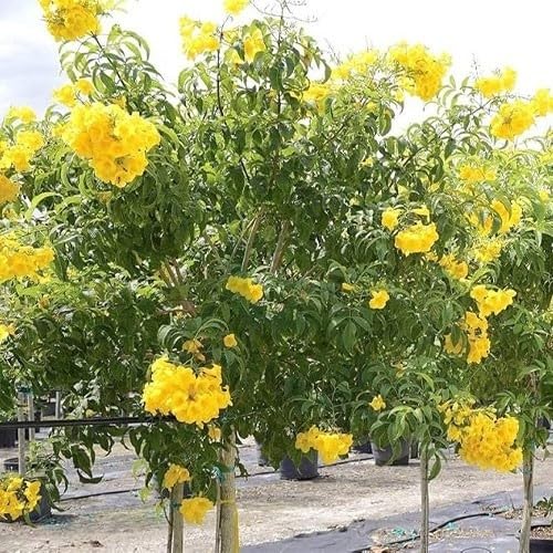 Yellow Tecoma Flower Seeds