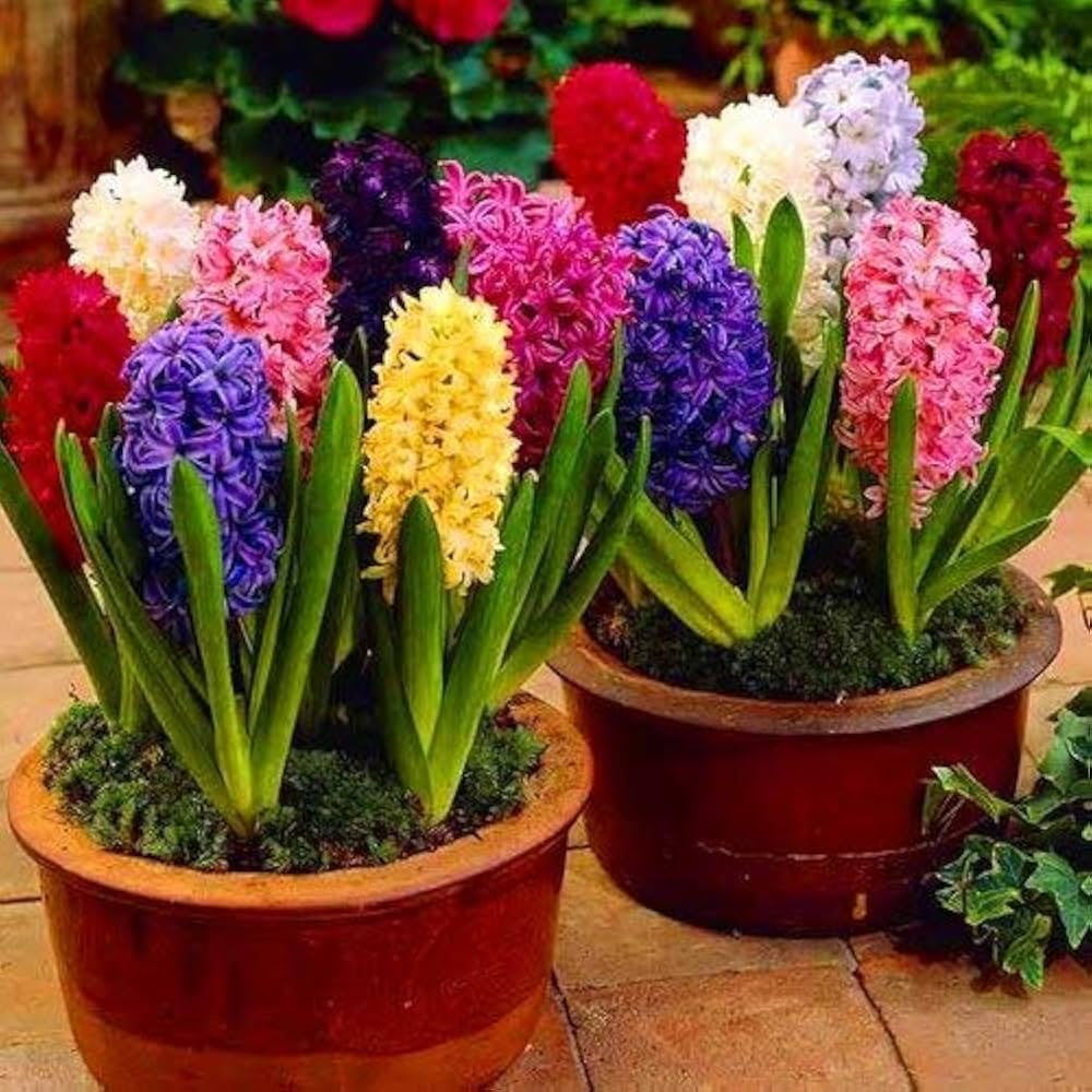Hyacinth Flowering Plant Balcony Gardening Colors Available Per Flower Seeds