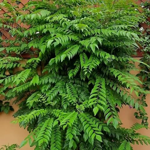 Green Curry Leaf Vegetable Seeds Heirloom, Non-GMO for Home Garden Planting
