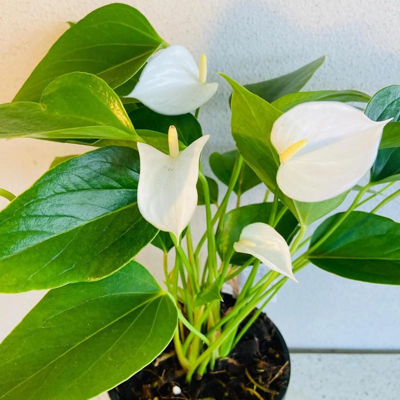 White Anthurium Flower Seeds