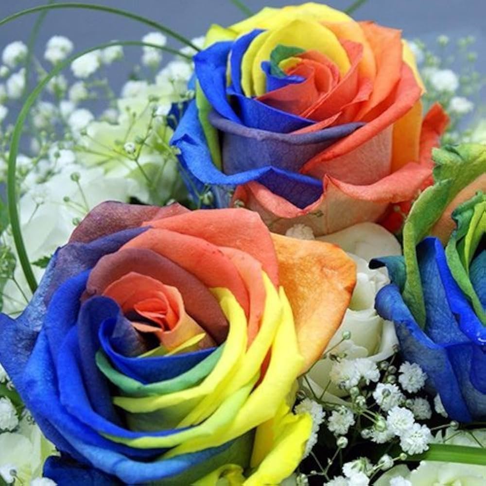 Colorful Rainbow Rose Flower Buy Get Free Flower Seeds