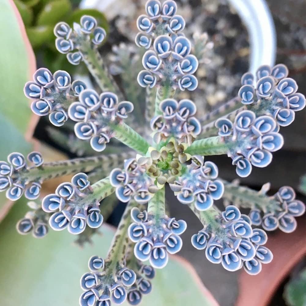 Kalanchoe Bonsai Rare Flower