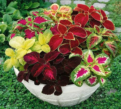 Mixed Coleus Flower Seeds