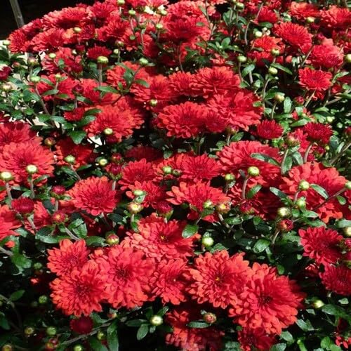 Red Giant Chrysanthemum Flower Seeds