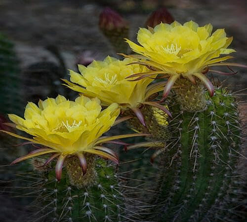Yellow GiantCactus Flower Seeds