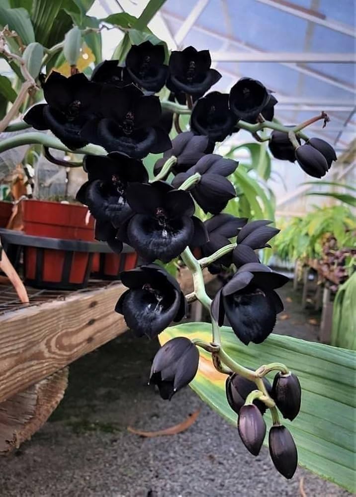 Black Orchid Flower Seeds