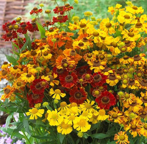 Mixed Helenium Flower Seeds