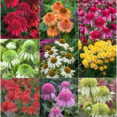 Mixed Echinacea Daisy Flower Seeds