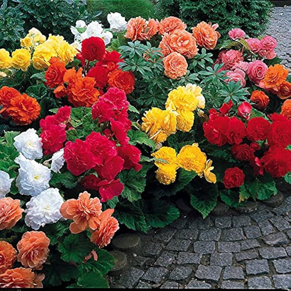 begonia spp flower in bed Fruit Seeds