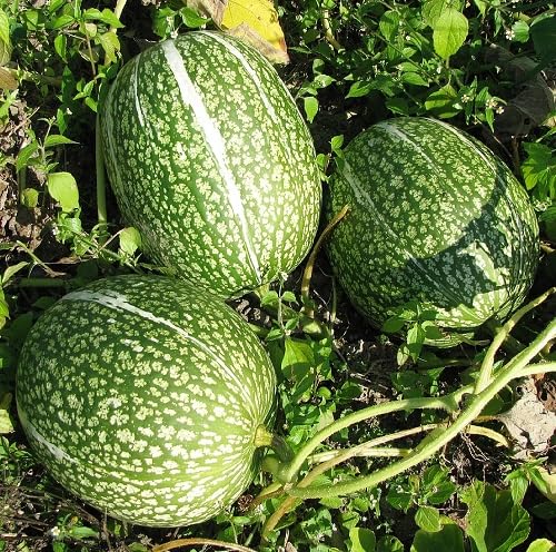 Green Cucurbita Ficifolia vegetable seeds - Heirloom, Organic, Non Gmo Garden Seeds for kitchen garden planting