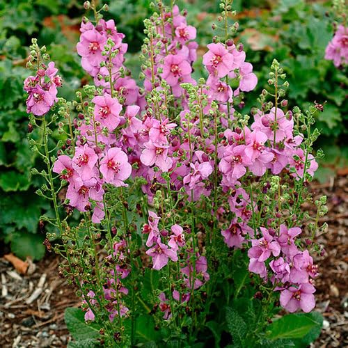Pink Mullein Flower Seeds