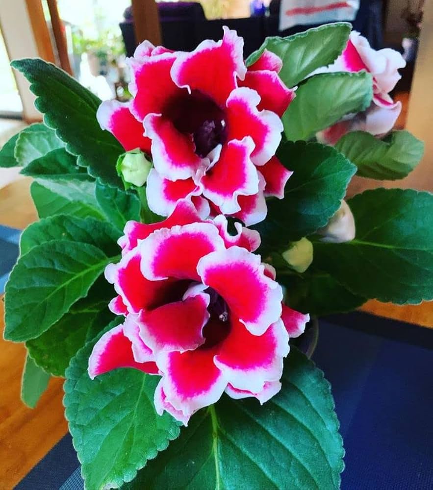 Red Gloxinia Flower Seeds