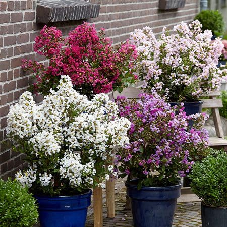 mixed lagerstroemia flower seeds
