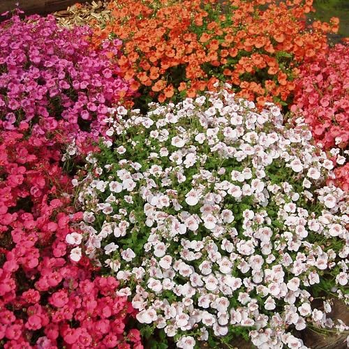 Mixed diascia Flower Seeds