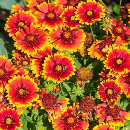 Orange Chamomile Flower Seeds