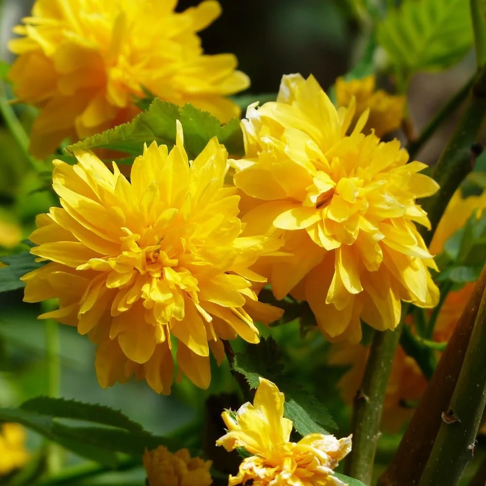 Kerria Flower Seeds